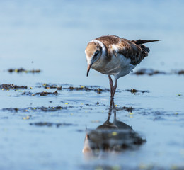 Juvenile seagull on water