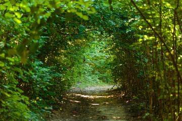 Alley through the tunnel of bushes
