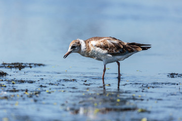 Juvenile seagull on water