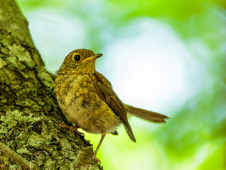 Juvenile blackbird in the forest