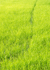 Young paddy field of the local farm