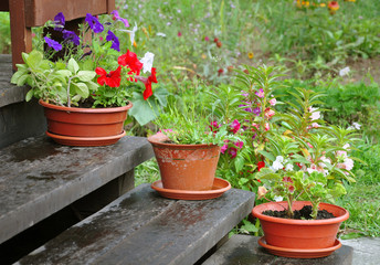 Three clay pots with purple, red and white petunias on the wooden stairs on the background of green garden.
