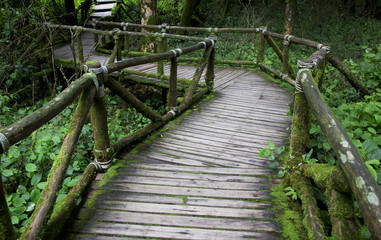 Jungle landscape. Wooden bridge at misty tropical rain forest. Travel background at Doi Inthanon Park, Thailand