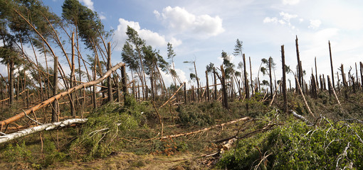 Naklejka premium forest storm damage in Poland