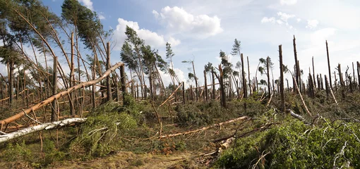 Gardinen Wälder forest storm damage in Poland  © schab