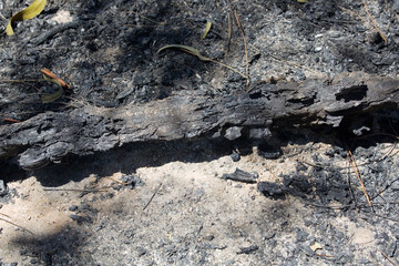 forest fire