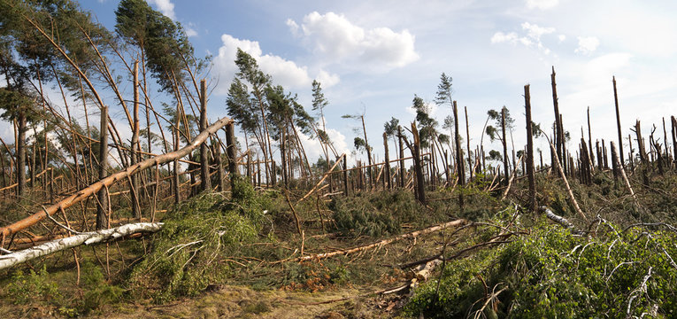forest storm damage in Poland