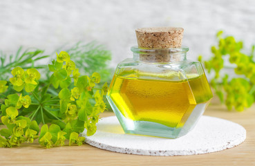 Small bottle of euphorbia cyparissias, cypress spurge extract (Milkweed herbal tincture, infusion,...
