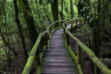 Fototapeta na wymiar Jungle landscape. Wooden bridge at misty tropical rain forest. Travel background at Doi Inthanon Park, Thailand