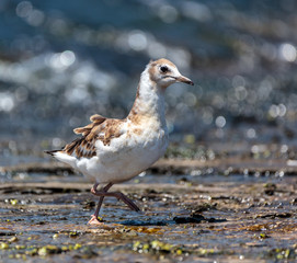 Juvenile seagull on water