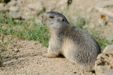Alpine marmot