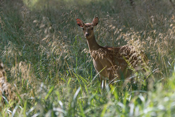 A female fallow deer in Jaegersborg Dyrehave