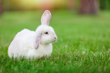 Fototapeta premium Cute white dwarf rabbit with a carrot in grass