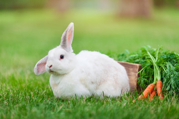 Cute white dwarf rabbit with a carrot in grass