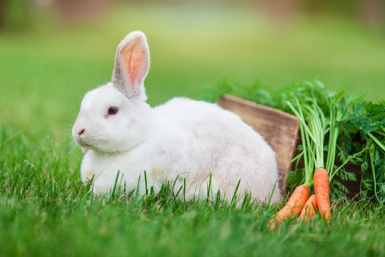 Cute white dwarf rabbit with a carrot in grass