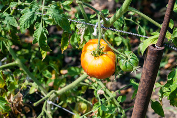 one ripe tomato on bush in garden in sunny day