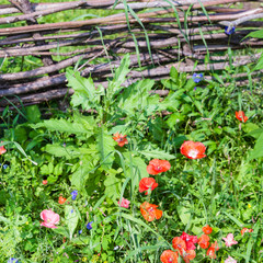 wattle fence and meadow with red poppy flowers