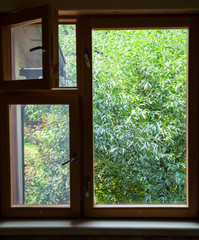 view from cottage window on green willow tree