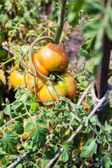 big tomato on bush in garden in sunny summer day