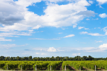 blue sky with white clouds over vineyards, Taman