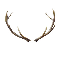 Fototapeta na wymiar deer horns.