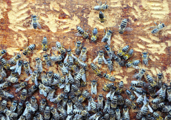 bee hive with bees on it