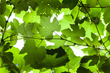 Fototapety  Mokre zielone liście winogron winnicy w deszczu