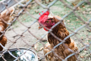 Red chicken close up in outdoor hen house