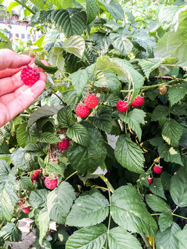 Big red raspberry on branches among the leaves