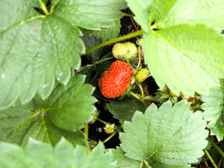 Berries of a ripe red strawberry garden among the unripe berries and green leaves.