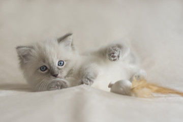 Fototapeta premium Ragdoll Kitten