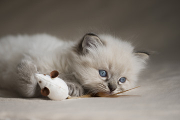 Ragdoll Kitten