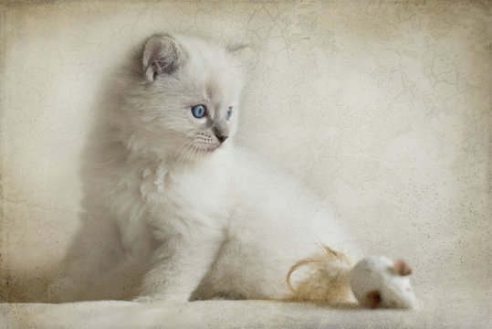 Ragdoll Kitten