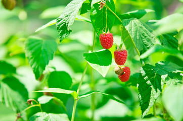Obraz premium Three raspberries on a branch