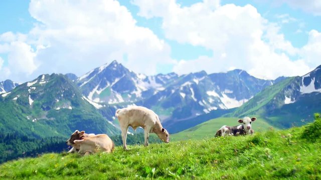 cow herd grazing and lying on hill top on background of High Snowy Mountains and summer clouds