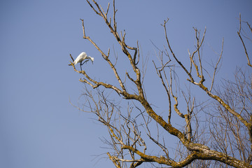 white egret in natural environment, the Danube Delta romania