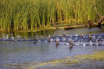 ducks in a natural environment, the Danube Delta Romania