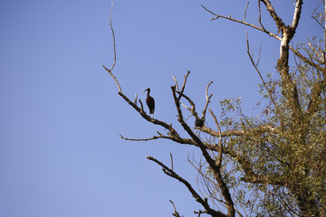 Plegadis falcinellus in natural environment, the Danube Delta Ro