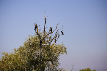 Phalacrocorax carbo in the natural environment, the Danube Delta