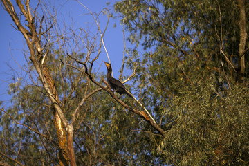 Phalacrocorax carbo in the natural environment, the Danube Delta