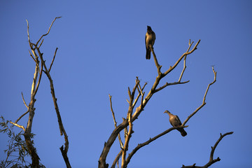 Columba oenas the natural environment, the Danube Delta Romania