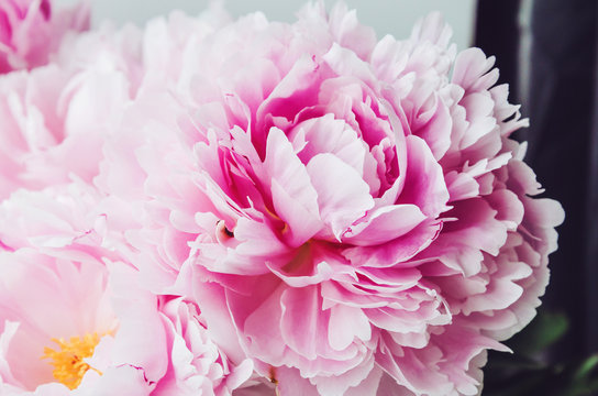 Beautiful fresh pink peony flower macro. Floral background. Bloom flowers time. Beauty and spa. Feelings emotion concept.