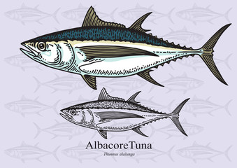 Albacore tuna. Vector illustration for artwork in small sizes. Suitable for graphic and packaging design, education examples and web.