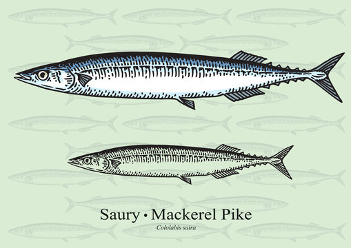 Pacific Saury. Mackerel Pike. Vector illustration for artwork in small sizes. Suitable for graphic and packaging design, education examples and web.