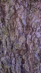 Fototapeta na wymiar Тree bark texture 