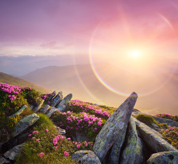 Naklejka premium Summer landscape with a beautiful sunrise and mountain flowers