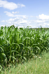 Corn in the Field – A field of sweet corn on a sunny day in the summer.
