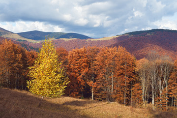 Autumn forest on mountain slopes