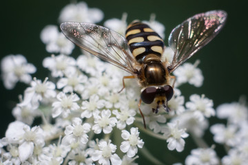 Hoverfly on a flower.