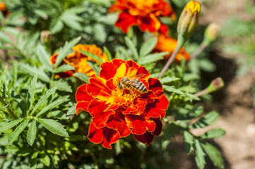 Bee on red marigold flower